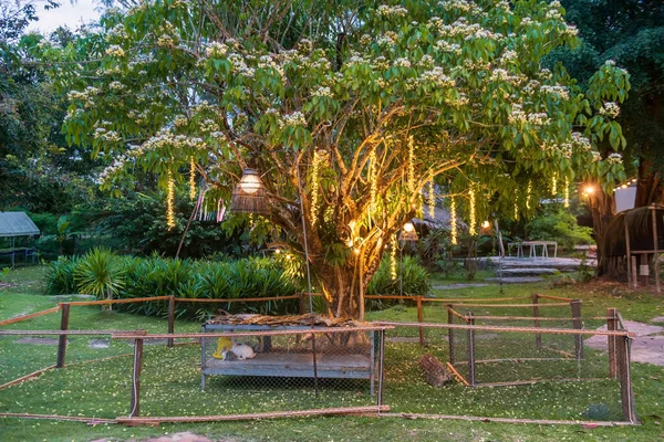 Tavşan kafesinin üzerinde asılı peri ışıkları ve fenerlerle aydınlatılmış ağaç.