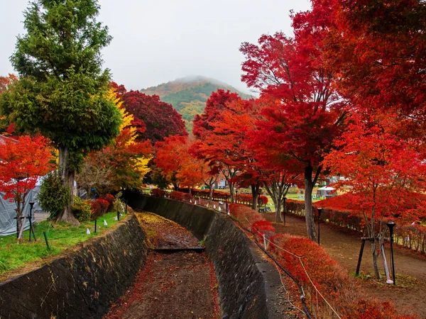 Ahornkorridor im Herbst in Kawaguchiko — Stockfoto