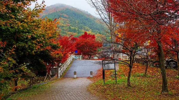 Herbstblätter in kawaguchiko, — Stockfoto