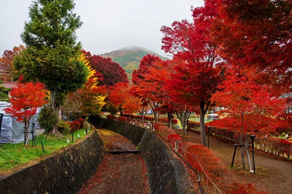 Ahornkorridor im Herbst in Kawaguchiko — Stockfoto