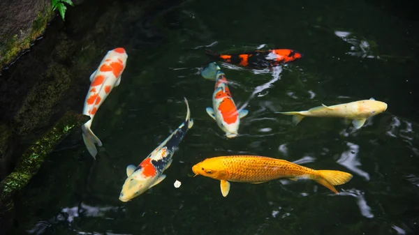 派手な鯉や鯉魚 — ストック写真