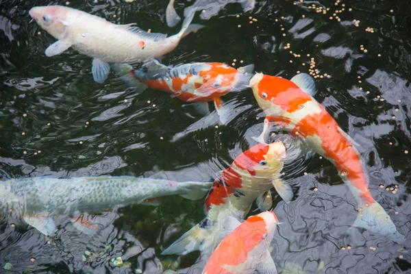 Фантазії коропа або koi риби в японській ставок — стокове фото