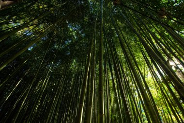 Bambu grove ormanda Arashiyama, Kyoto