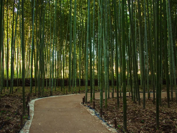 Floresta de bambu verde e caminho a pé em Arashiyama — Fotografia de Stock