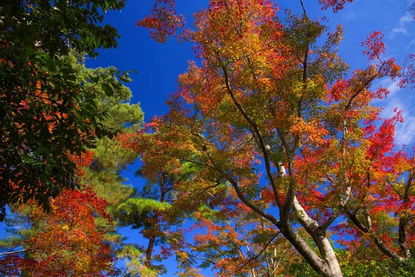 Осенний сад с разноцветными листьями — стоковое фото