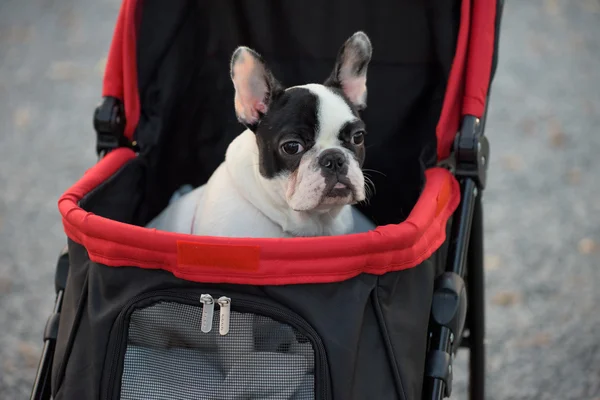 Portrait de Bouledogue Français Adorable sur poussette — Photo