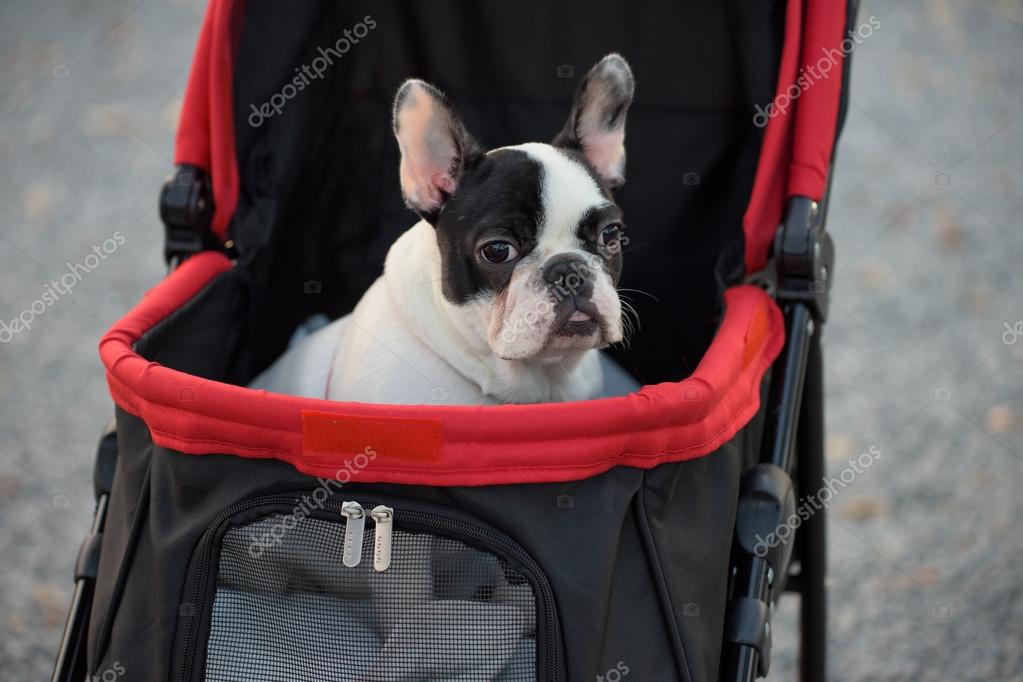 french bulldog stroller