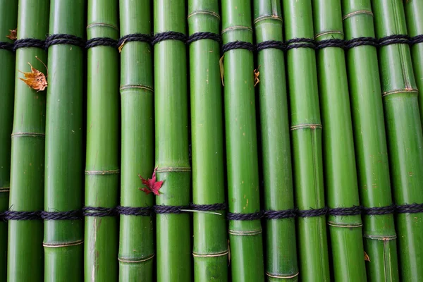 Bambu verde com folha de bordo vermelho — Fotografia de Stock