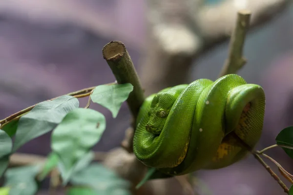 A fa smaragd boa kígyó — Stock Fotó