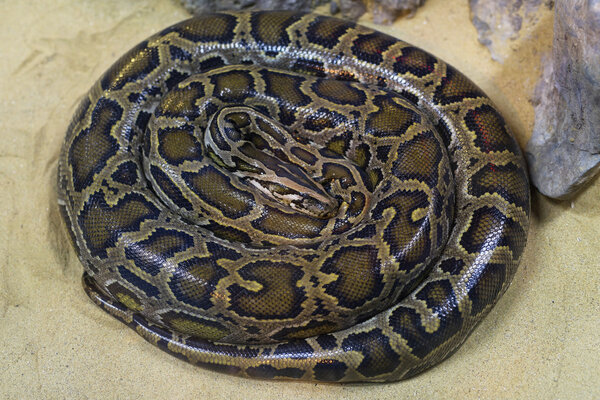 Кожа головы и тела Boa Snake
 