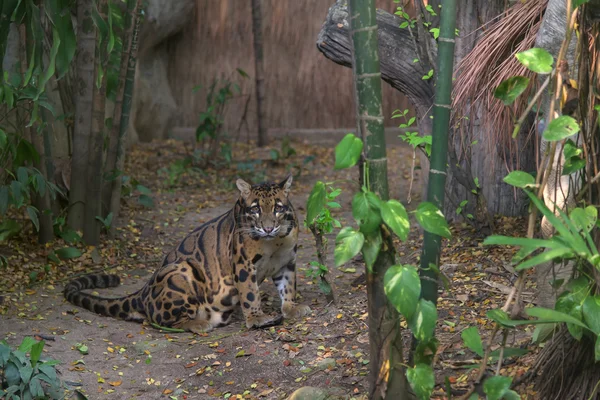 Un leopardo nublado — Foto de Stock