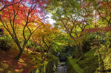 Colorful autumn leaves in Tofukuji, Kyoto clipart