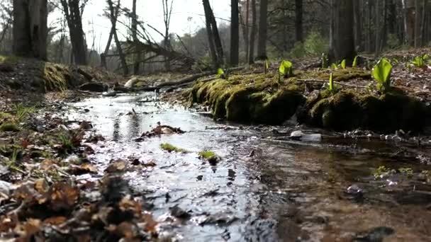 Abgelegener Bach Tief Wald — Stockvideo