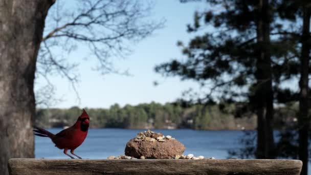 Яскраво Червоний Птах Приземляється Щоб Взяти Їжу Потім Полетіти Геть — стокове відео