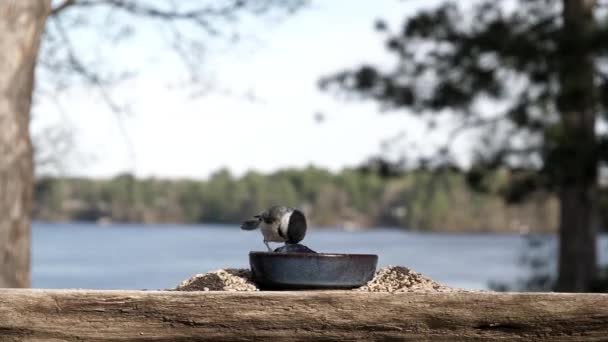 Lindo Pajarito Comiendo Jalea Junto Lago — Vídeo de stock