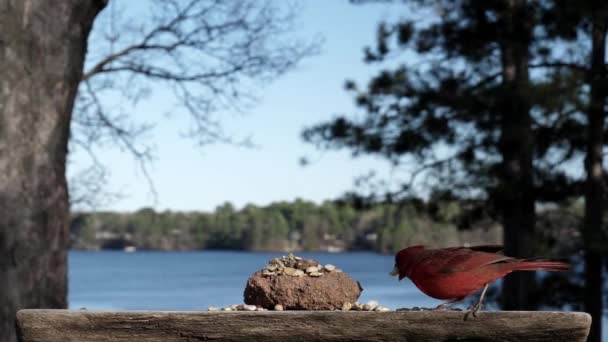 Cardinaux Nordiques Terres Masculines Pour Nourrir Puis Décolle — Video