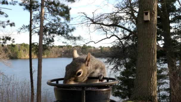 Primer Plano Una Ardilla Comiendo Gelatina Junto Lago — Vídeos de Stock