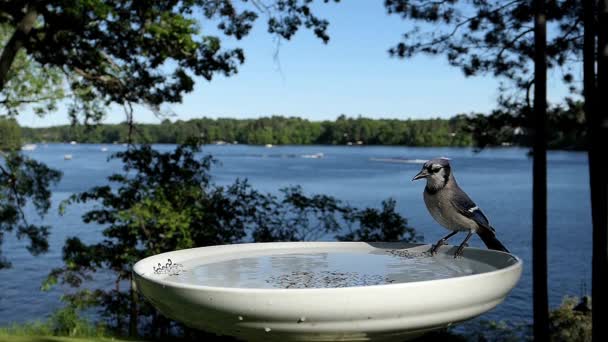 Deux Oiseaux Disputent Bain Oiseaux — Video