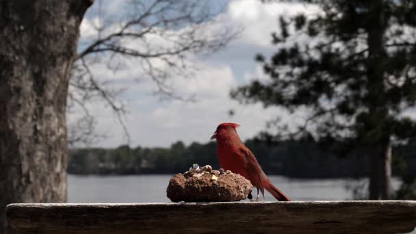 Bright Red Cardinal Expertly Shells Sunflower Seed — Stock Video