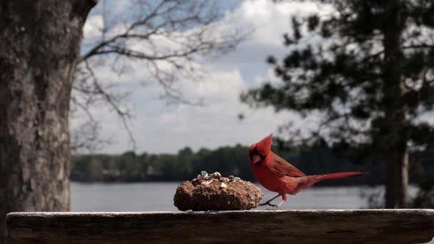 Pássaro Vermelho Cuidadosamente Deita Fora Uma Semente Girassol Junto Lago — Vídeo de Stock