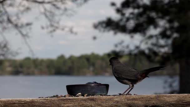 Gattuccio Grigio Arriva Mangiare Gelatina Vicino Lago — Video Stock