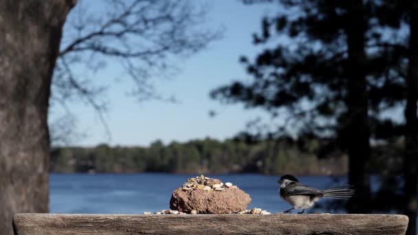 Chickadee Problem Wyborem Odpowiedniego Nakrętki Podjęcia — Wideo stockowe