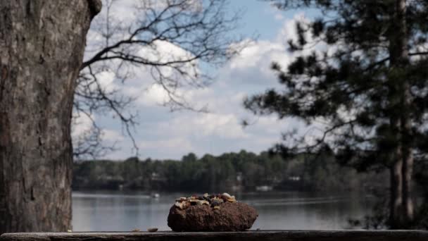 Chickadee Takes Some Food Flies Camera — Stock Video