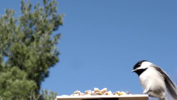 Pequeño Pájaro Hace Lío Cuando Aterriza Alimentador — Vídeo de stock