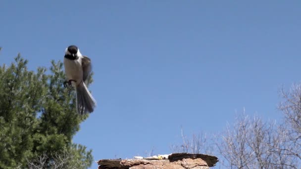 Burung Kecil Melayang Sebelum Mendarat Untuk Mendapatkan Makanan Kemudian Terbang — Stok Video