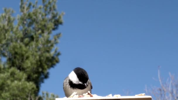Chickadee Grabbing Nut Flying Away — Stock Video