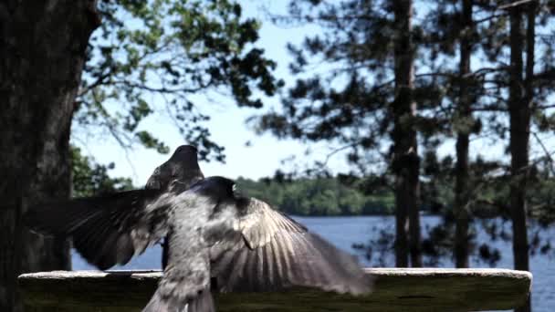 Grackles Competindo Sobre Quem Fica Com Geléia — Vídeo de Stock