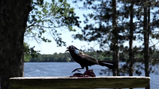 Kuş Onu Yemeden Önce Etrafı Kolaçan Eder — Stok video