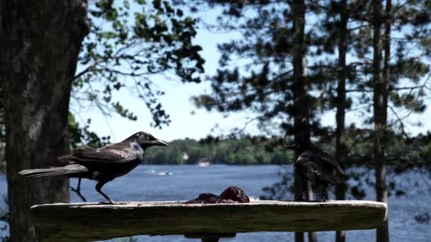 Twee Zwarte Vogels Ruziën Wie Het Eten Krijgt — Stockvideo