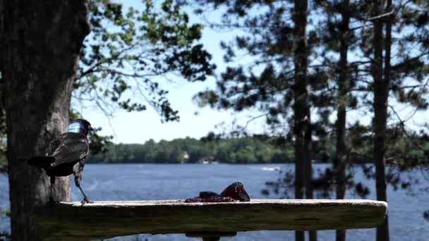 Pájaro Aterriza Para Tragar Gelatina Junto Lago — Vídeo de stock