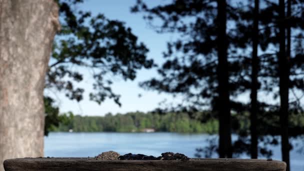 Een Vogel Met Één Been Landt Het Platform Wat Eten — Stockvideo