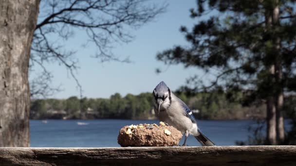 Bird Fait Gâchis Essayant Obtenir Nourriture — Video