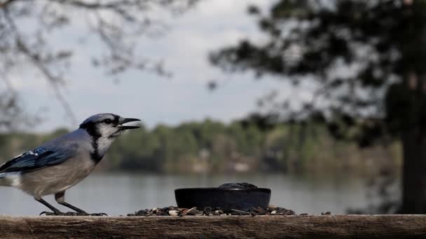 Bird Jams Nuts Its Throat — Vídeos de Stock
