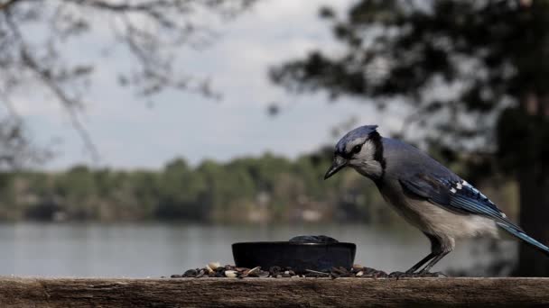 Oiseau Inspecte Nourriture Puis Saute Dessus — Video