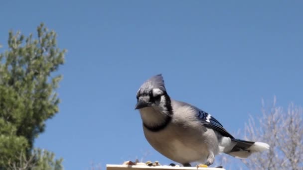 小鸟着陆取食时的低角度镜头 然后飞走 — 图库视频影像