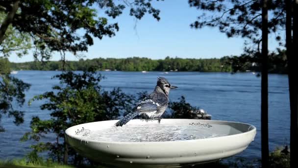 Azul Toma Salpicaduras Alrededor Vigorosamente Antes Volar — Vídeos de Stock