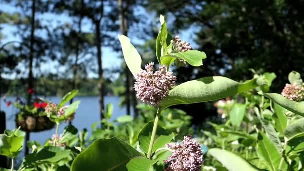 Milkweed Flexión Brisa Cámara Lenta — Vídeos de Stock