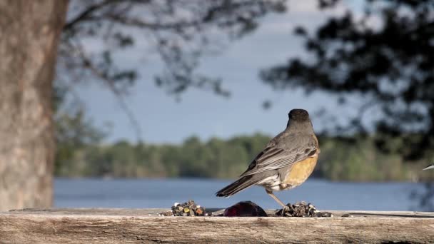 Burung Dengan Cedera Besar Berjuang Untuk Bertahan Hidup — Stok Video