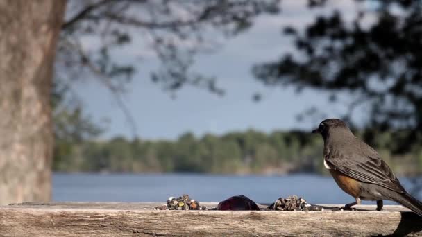 两只小鸟 一只伤势严重 共用一个觅食平台 — 图库视频影像