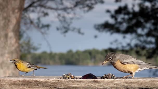 Robin Picior Lipsă Mâncând Jeleu Lângă Platformă Malul Lacului — Videoclip de stoc