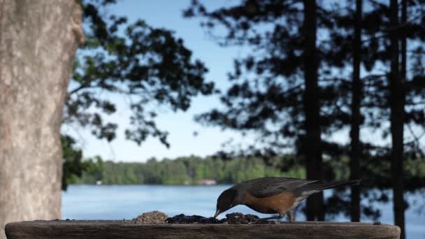 Triste Pajarito Con Una Sola Pierna Intenta Comer — Vídeo de stock