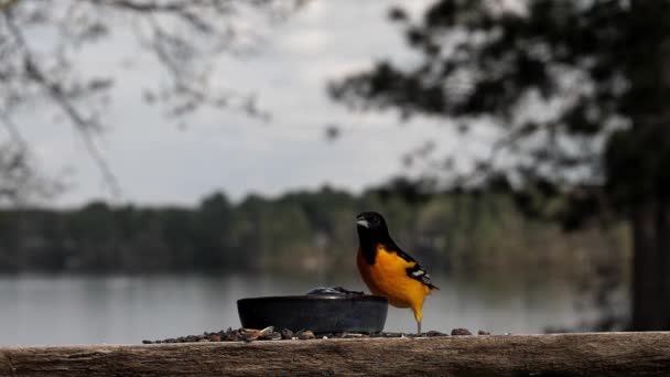 Pirol Männchen Isst Traubengelee Auf Einer Plattform See — Stockvideo