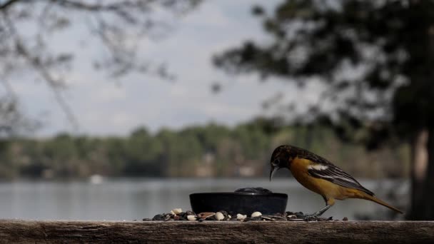 Las Aves Tragan Gelatina Pegajosa — Vídeos de Stock