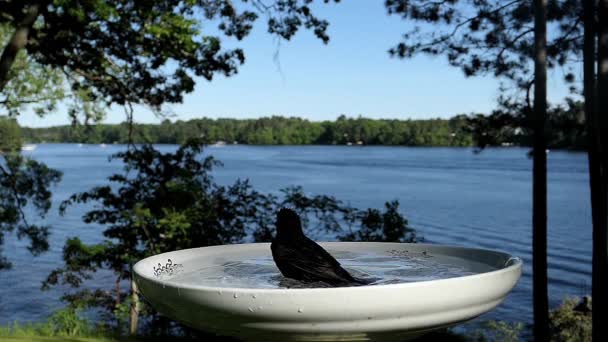 Pájaro Ahuyenta Otro Pájaro Baño Aves — Vídeos de Stock