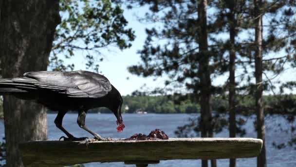 Grand Oiseau Noir Mange Peu Nourriture Puis Envole — Video