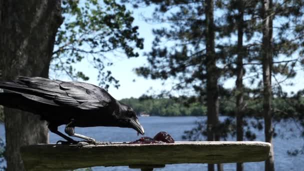 Pájaro Grande Comiendo Jalea Una Plataforma Junto Lago — Vídeos de Stock